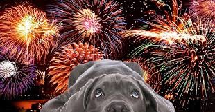 dogs and fireworks 2