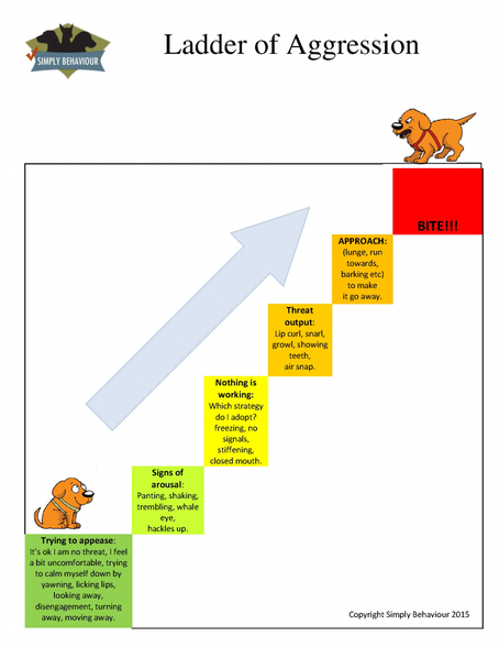 The Importance Of Developing Positive Associations Newfoundland s Dog 